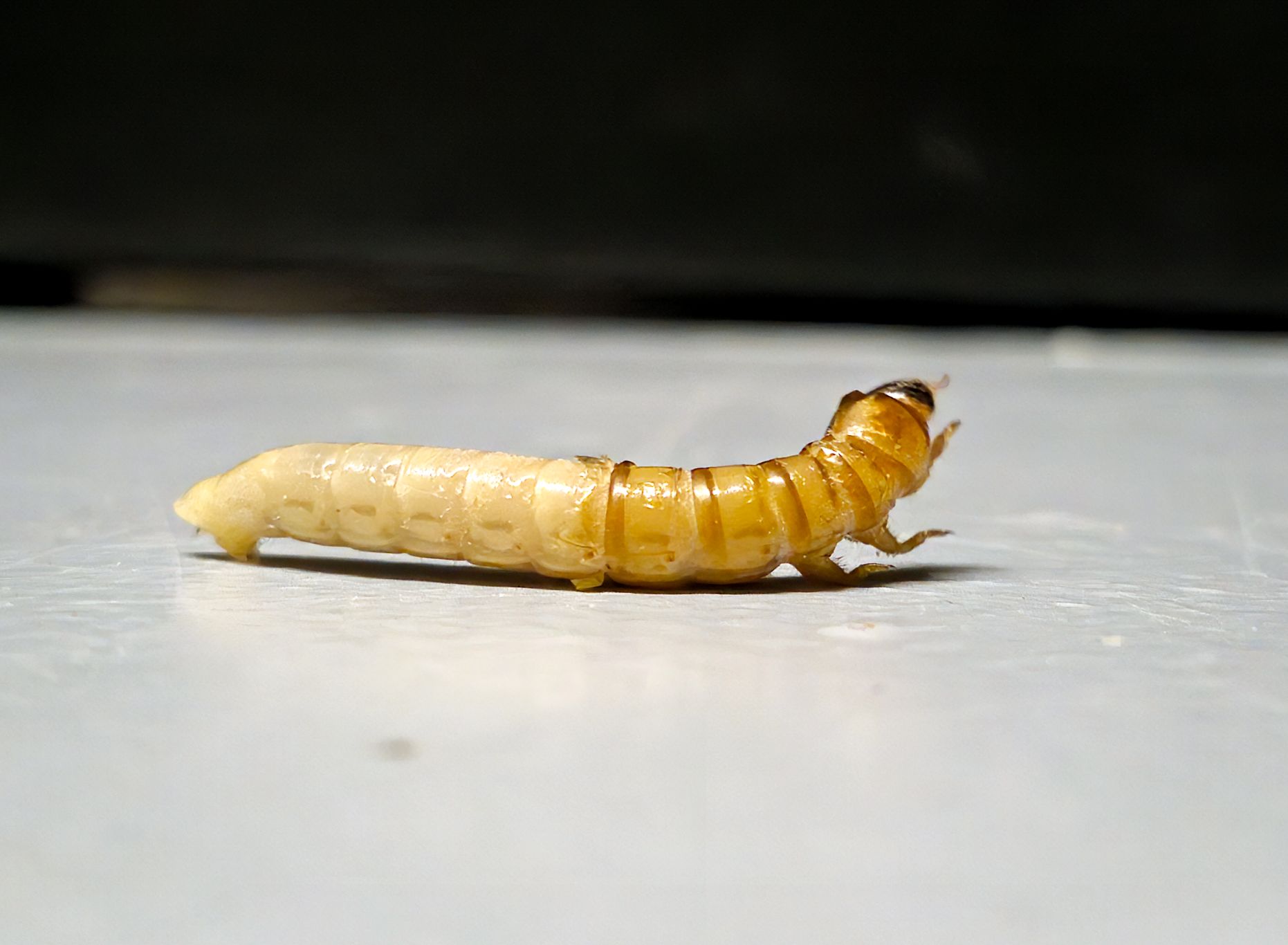 Moriowormen