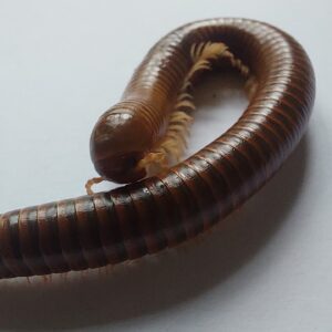 Spirostreptus sp. volwassen