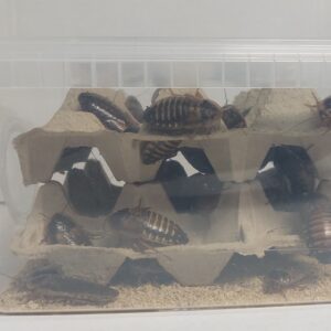 Volwassen dubia's in plastic bak