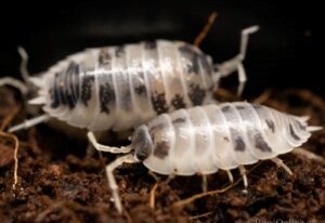 Porcellio Laevis