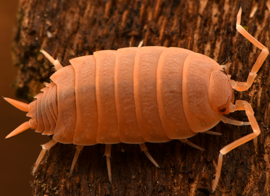 Porcellionides pruinosus (orange)