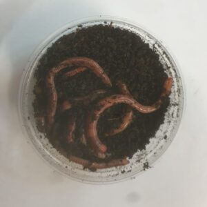 Dendrobenas