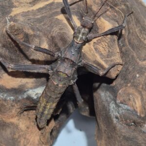 Trachyaretaon carmelae