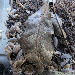 Porcellionides pruinosus mix