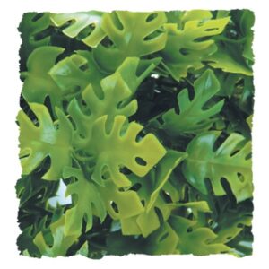 Zoo med Amazonian Phyllo