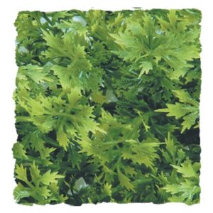 Zoo med Australian Maple