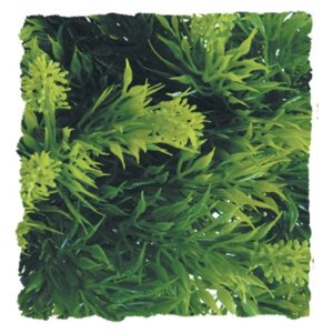 Zoo med Malaysian Fern