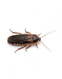 Dubias (kakkerlakken)