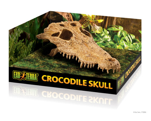 Exo terra crocodile skull