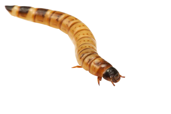 Morioworm