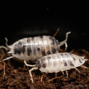 Porcellio laevis (panda)