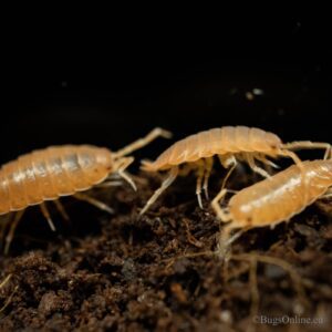 Porcellionides pruinosus (orange)
