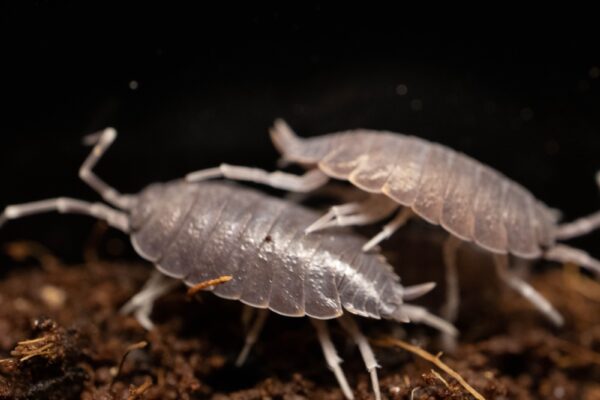 Porcellionides pruinosus (blue)